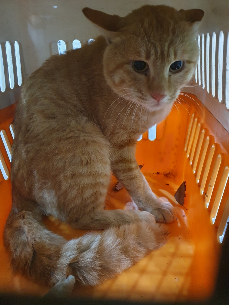 펫앤쉘터동물병원_441378202302127